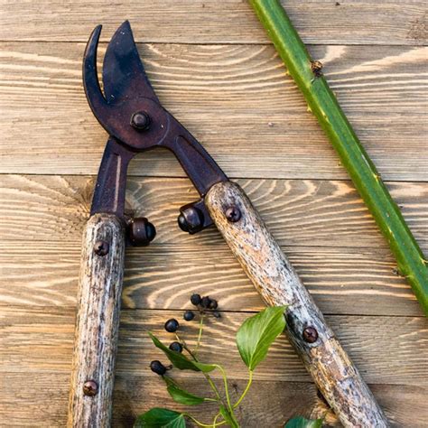 sharpening garden shears by hand